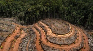 Foto desertificazione foresta amazzonica