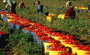 Foto raccolta pomodori