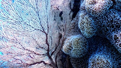 Foto tomoe steineck barriere coralline unsplash