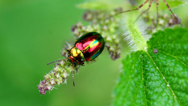 foto insetto Biodiversità 2