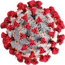 immagine coronavirus trans 300x300